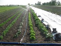 Drip Irrigation for sale
